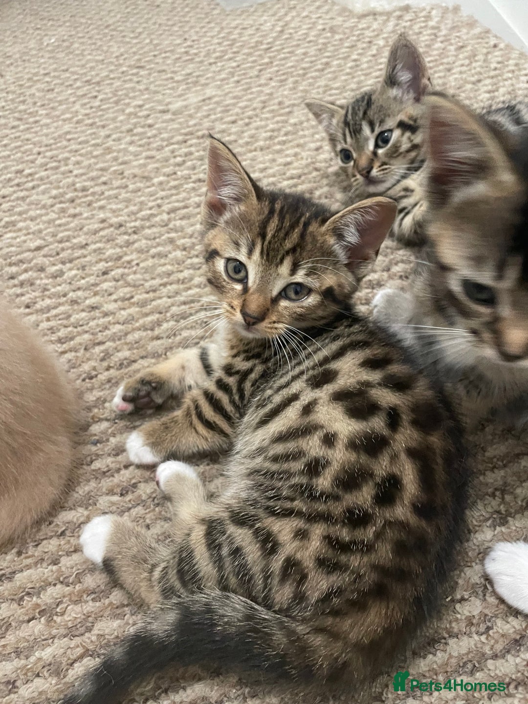 Munchkin cats for sale: Beautiful Bengal Tabby Munchkin Kittens for sale  - Advert 13