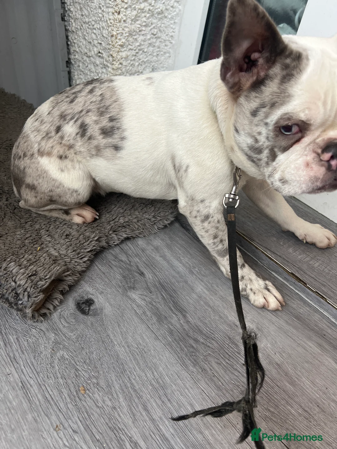 French Bulldog dogs for sale: Lovely friendly French bulldog  - Advert 4