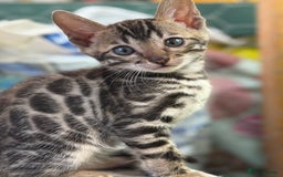 Bengal cats for sale: Bengal kittens ready now boys and girls  - Image 1