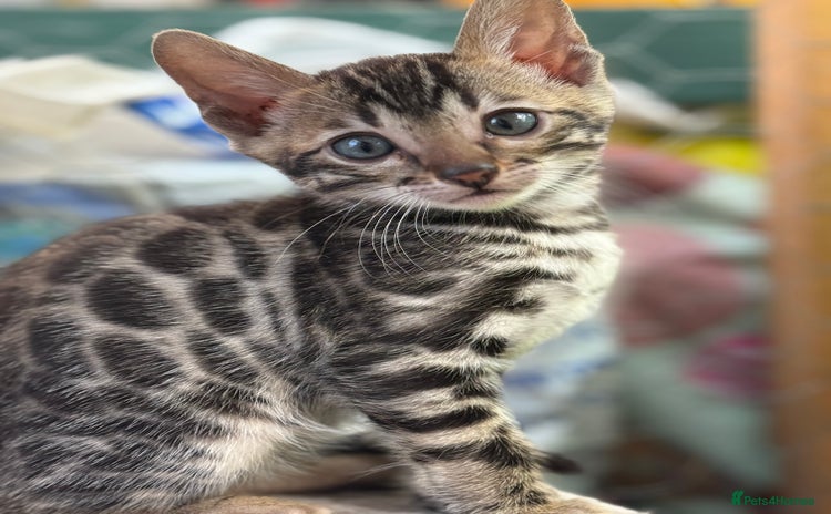 Bengal cats - Advert 1