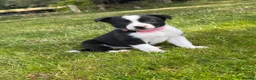 Border Collie dogs for sale: GORGEOUS BLACK AND WHITE BORDER COLLIE PUPPIES - Advert 5