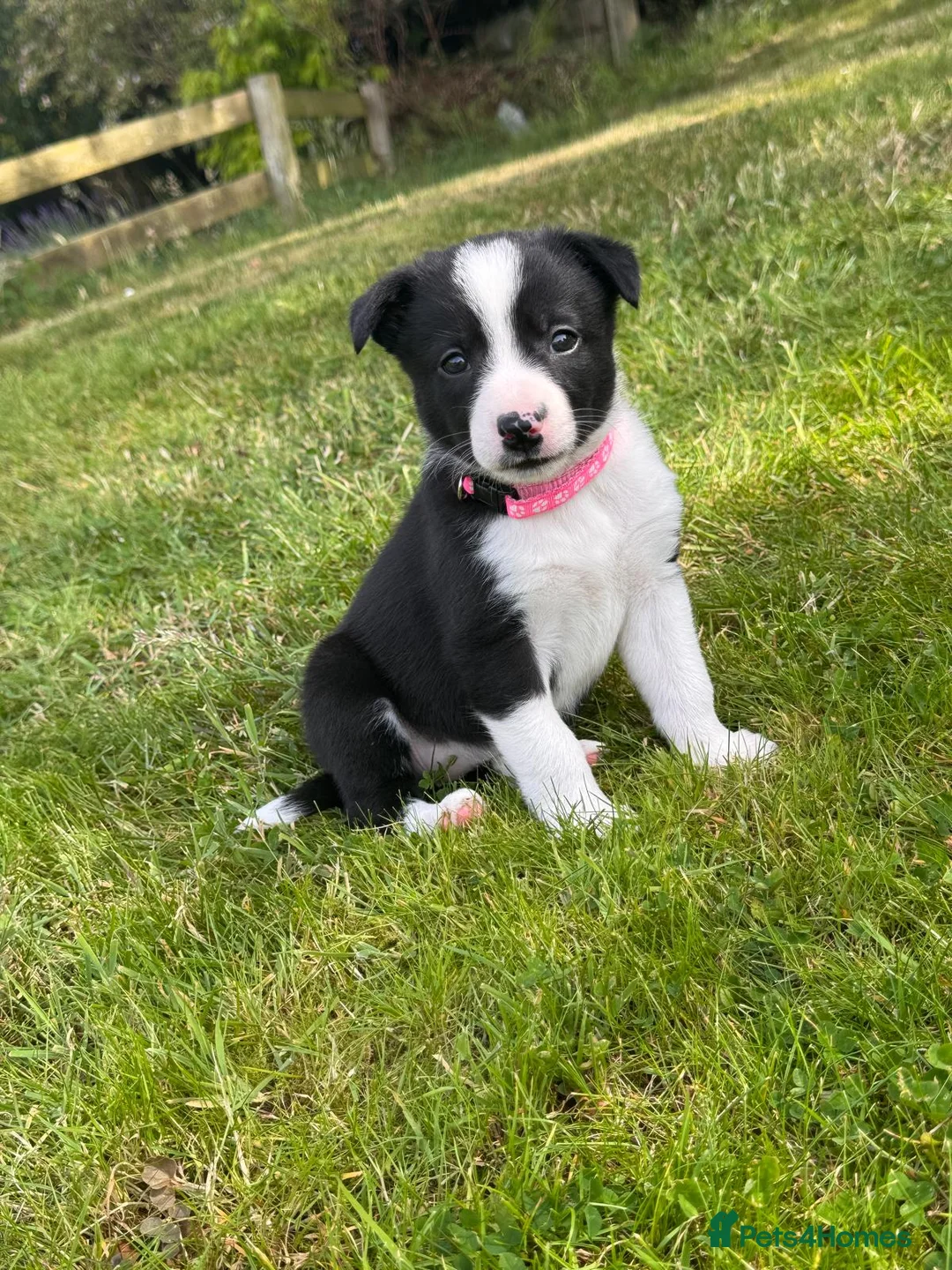 Border Collie dogs for sale: GORGEOUS BLACK AND WHITE BORDER COLLIE PUPPIES - Advert 5