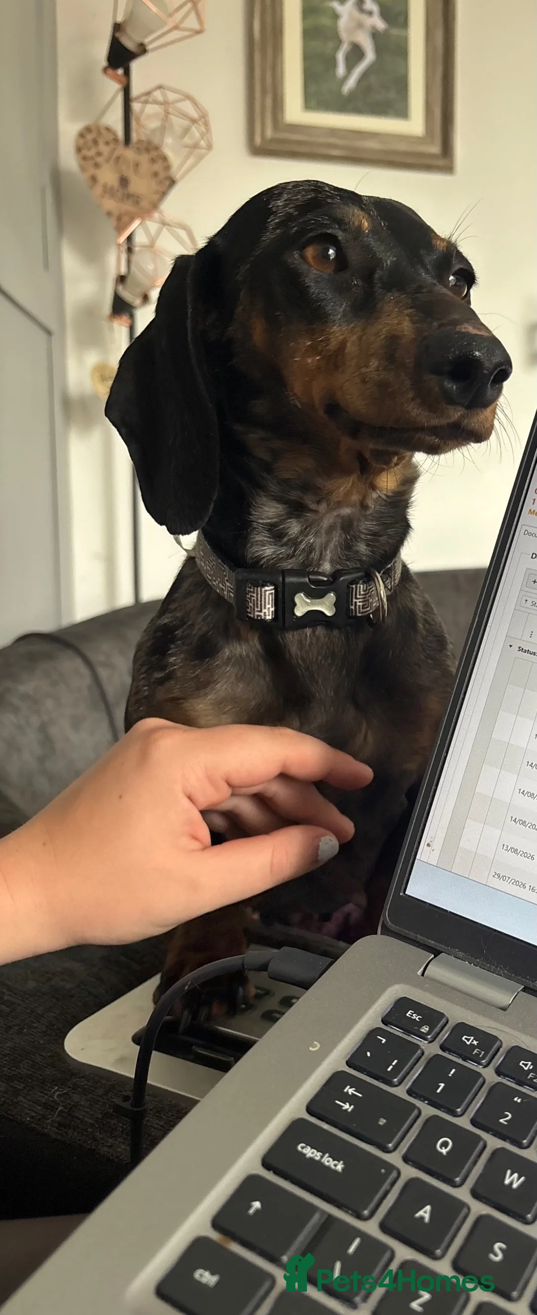 Miniature Dachshund dogs for sale: Miniature Dachshund  - Advert 1