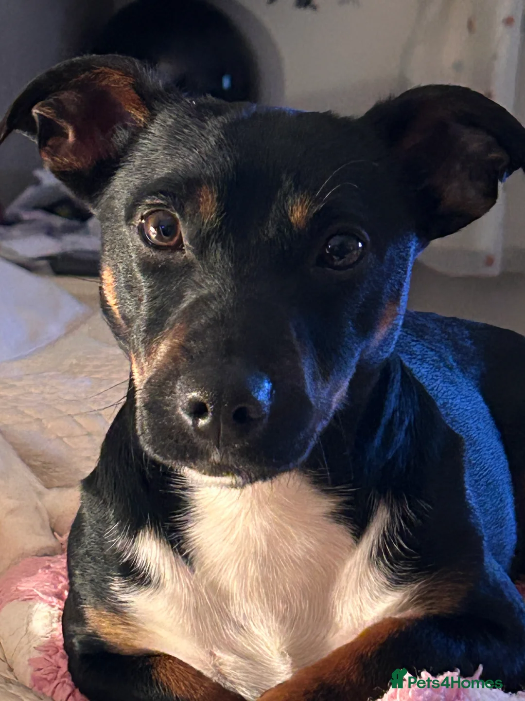 Jack Russell dogs for stud: Pure Male Jack Russell available for stud 🐶 in Holywell - Advert 4