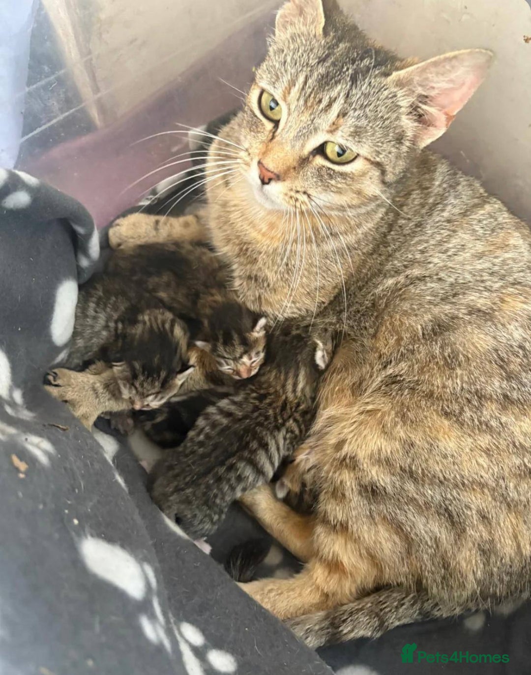 Mixed Breed cats for sale: Kittens  - Image 4