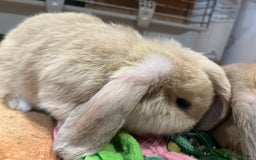 Mini Lop rabbits for sale: 🐰 Mini Lop Baby Bunnies for Sale 🐰 - Image 12