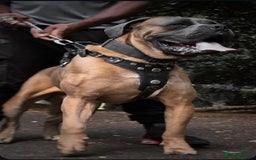 Cane Corso dogs for stud: Russian import working blood cane corso stud - Advert 7