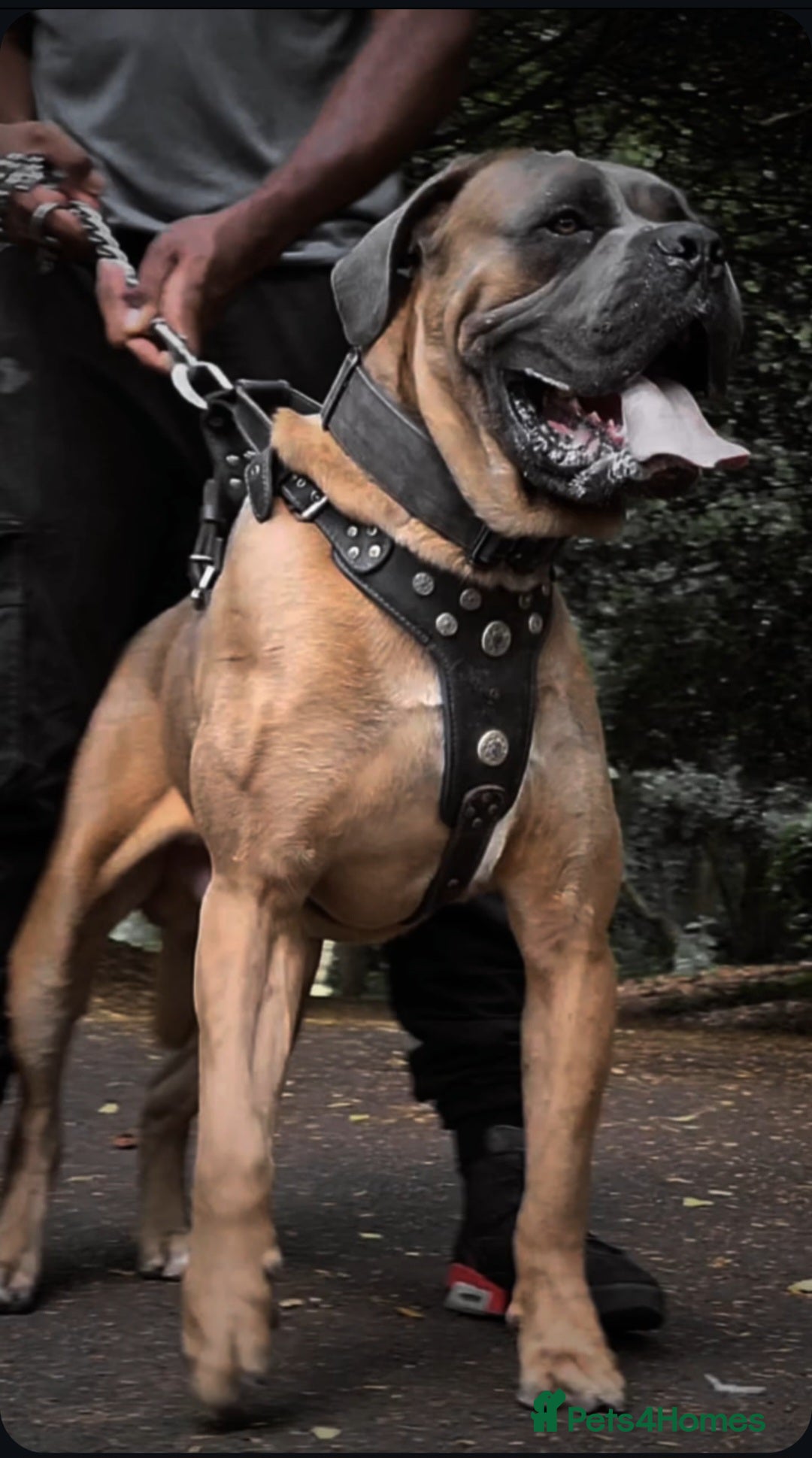 Cane Corso dogs for stud: Russian import working blood cane corso stud - Advert 7