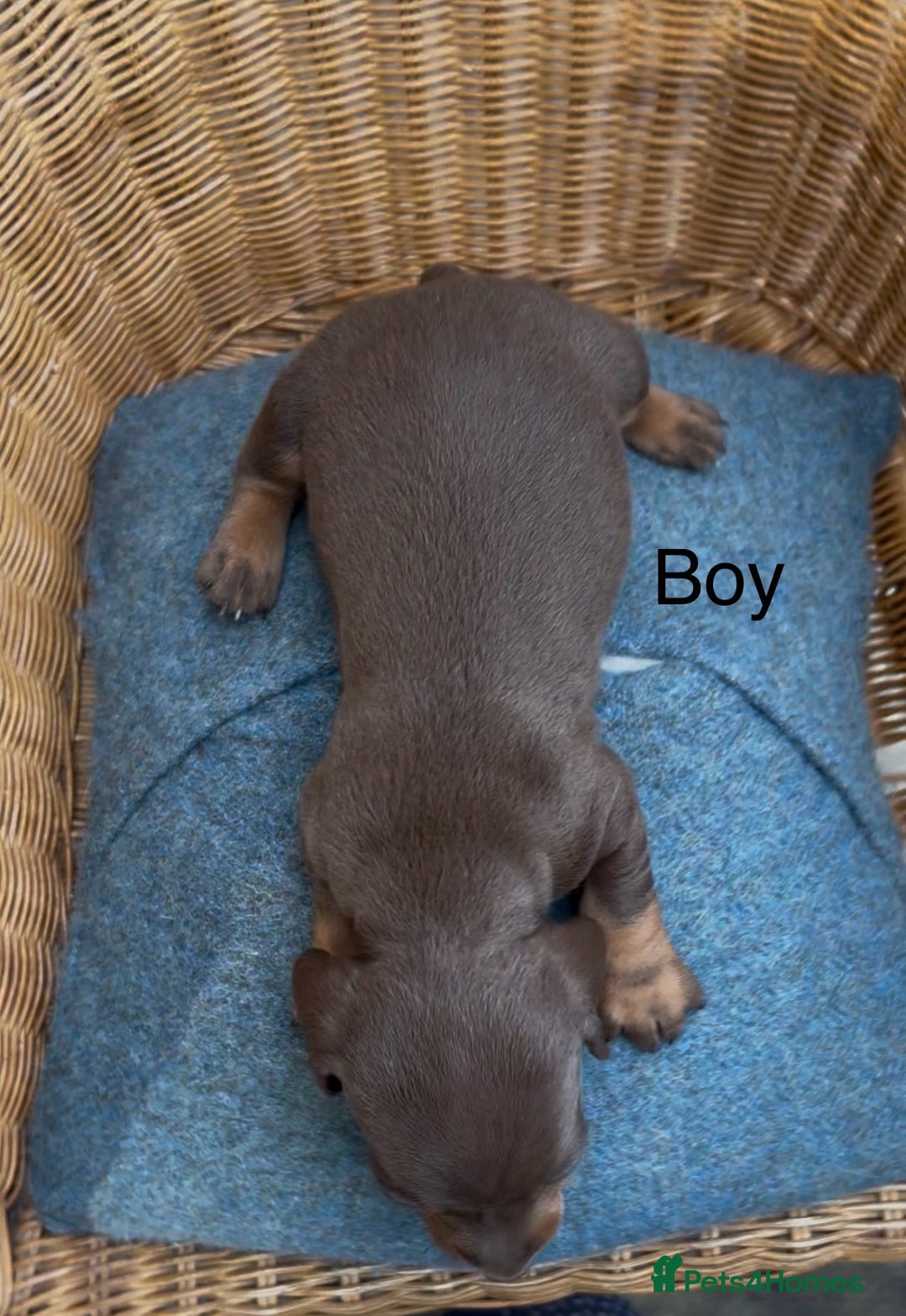 Dachshund dogs for sale: Gorgeous mini dachshund puppies!! - Image 13