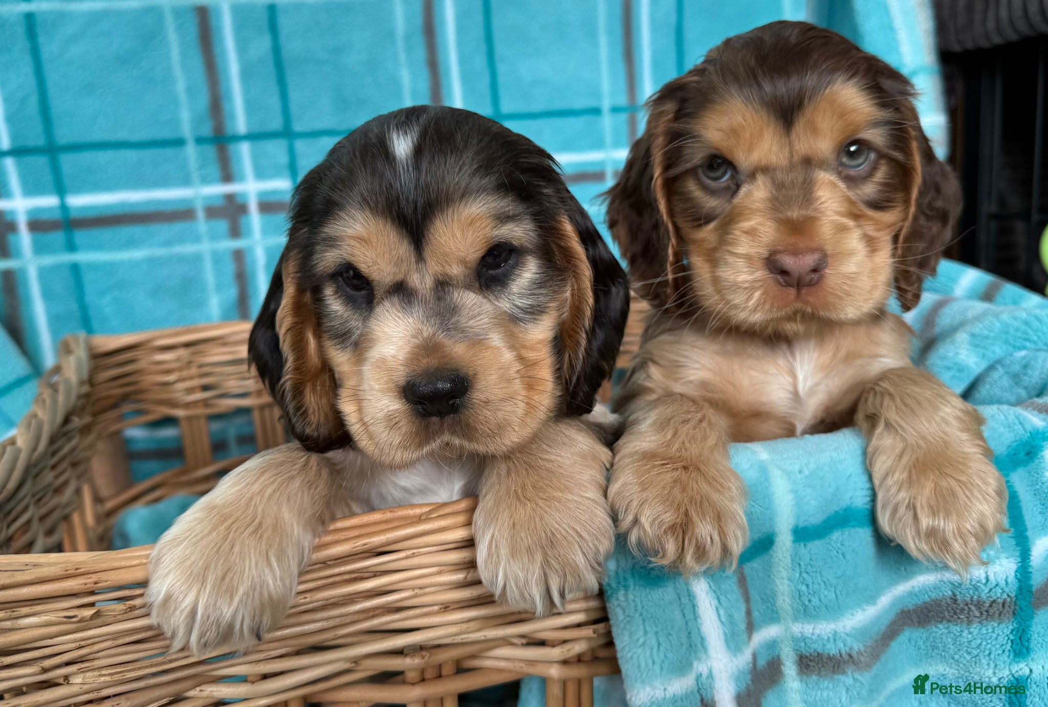 Cocker Spaniel dogs Outstanding show cocker spaniels - KC - Advert 1