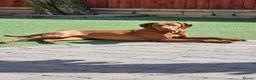 Hungarian Vizsla dogs for sale: Beautiful KC Registered Hungarian Vizsla Puppies  - Advert 14