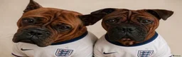 Chinese Red Dog dogs for sale: Needs a good home  - Advert 4