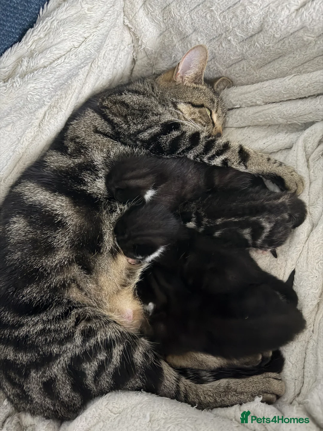 Mixed Breed cats for sale: Male kitten  - Advert 9