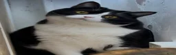 Mixed Breed cats for sale: Canela - Advert 6