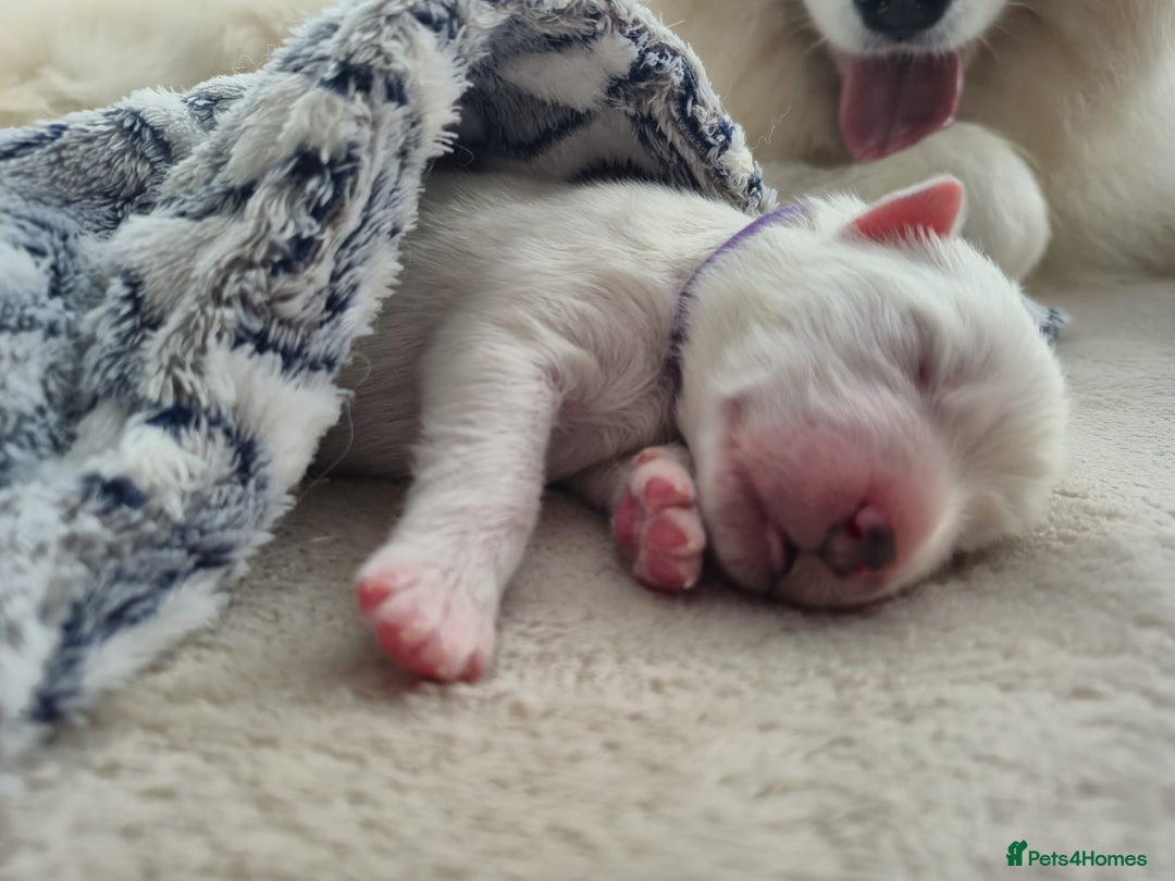 Samoyed dogs for sale: 🐾 Georgeus Pedigree Samoyed Puppies 🐾 - Image 4