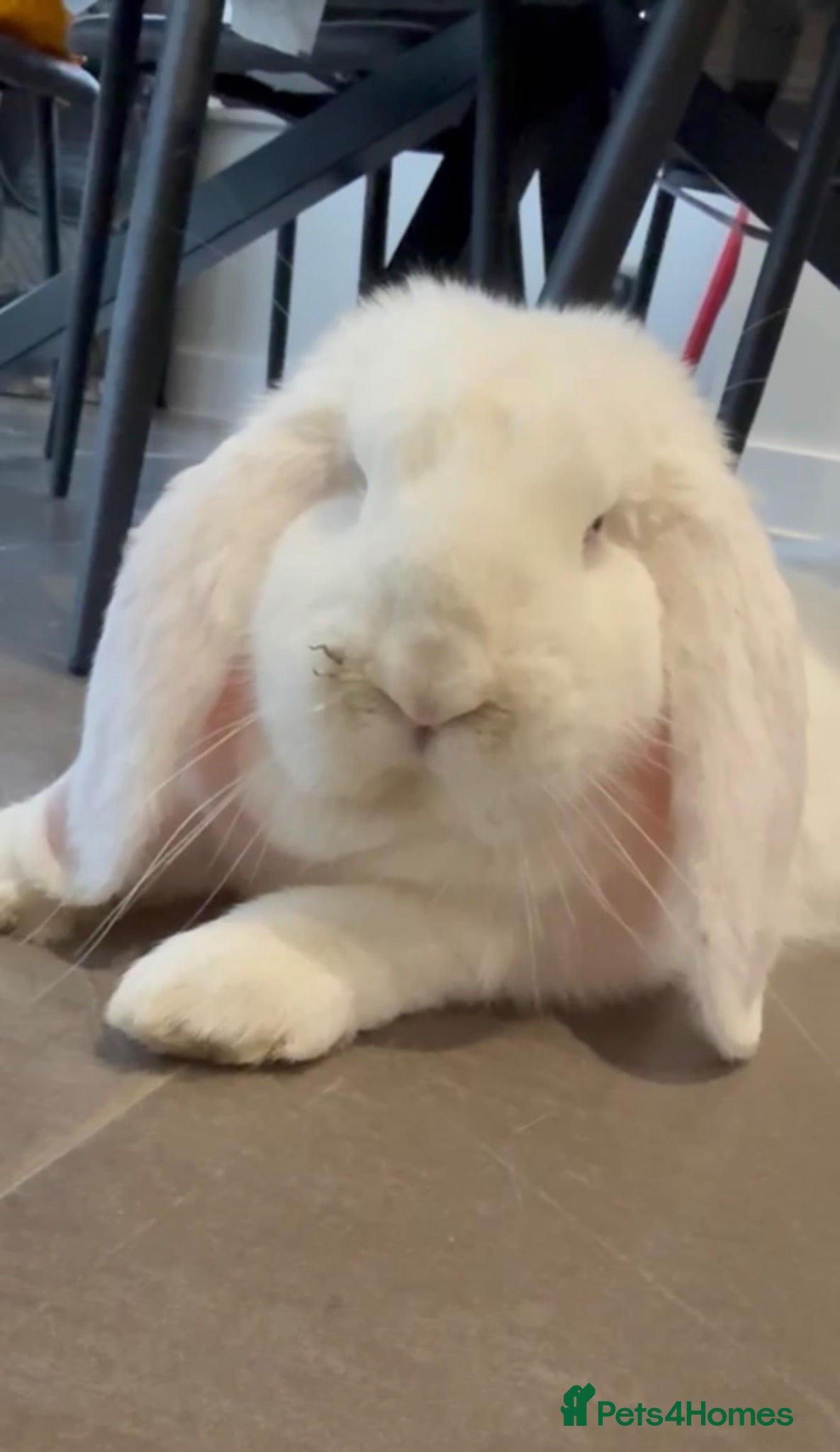 French Lop rabbits 💕Stunning well Bred female Bew does 💕 - Advert 4