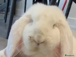 French Lop rabbits 💕Stunning well Bred female Bew does 💕 - Advert 17