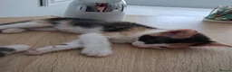 Mixed Breed cats for adoption: Boo for adoption - Advert 3