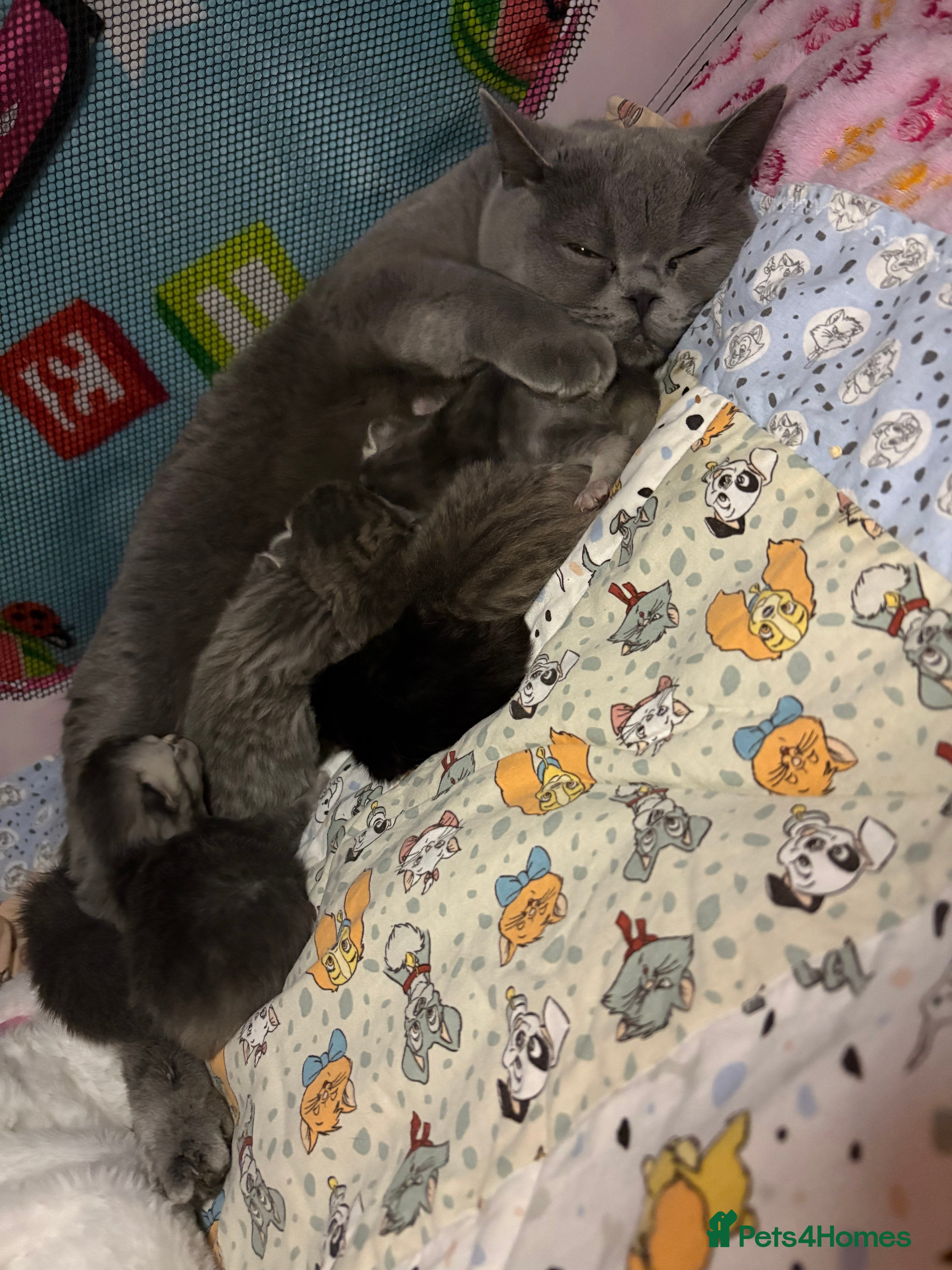 Scottish Fold cats Absolutely unreal Scottish fold x BSH litter!  - Advert 4