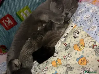 Scottish Fold cats Absolutely unreal Scottish fold x BSH litter! - Advert 2