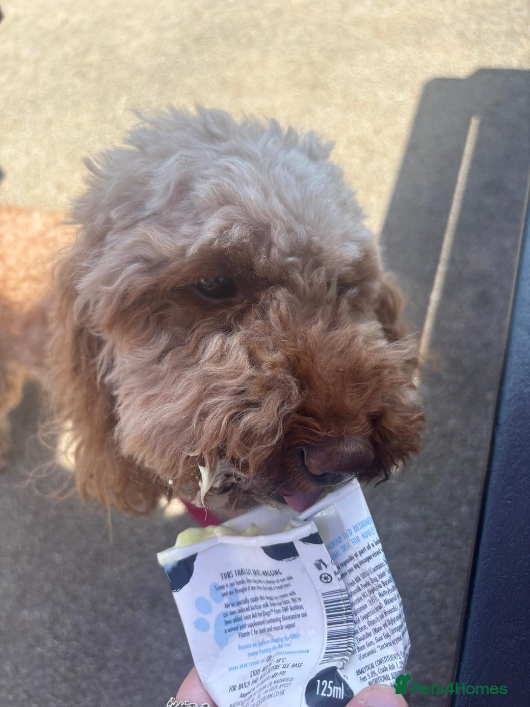 Cockapoo dogs for sale: Loving 3 year old Cockapoo Luna. - Image 3