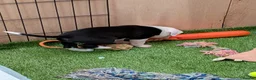 Mixed Breed dogs for sale: Borador bully puppies 1 Girl ready to go 12th June - Advert 7