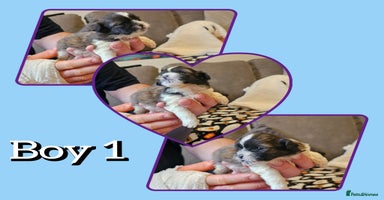 Shih Tzu dogs - Advert 11