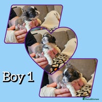 Shih Tzu dogs - Advert 8