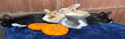 French Lop rabbits for sale: 5 Beautiful French lops  - Advert 6