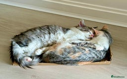 Munchkin cats for sale: Pedigree TICA Munchkin Kittens – Short Legs 🐈 - Image 24