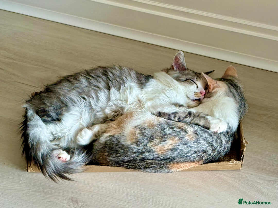 Munchkin cats for sale: Pedigree TICA Munchkin Kittens – Short Legs 🐈 - Image 24
