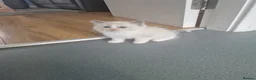 Ragdoll cats for sale: Ragdoll - Advert 11