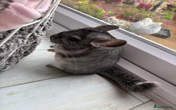 Chinchilla rodents for sale: Pair of Young Female Chinchillas - Image 5