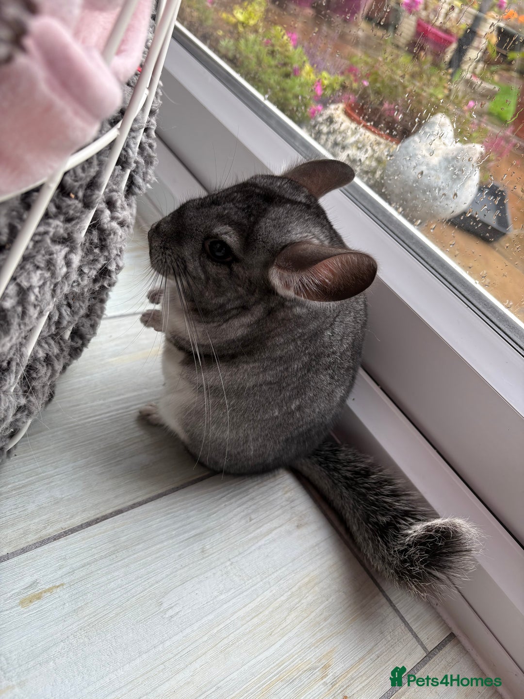 Chinchilla rodents for sale: Pair of Young Female Chinchillas - Image 5