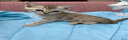 Bengal cats for sale: Snow Mink & Lynx 🩷💙 Pedigree TICA Bengal Kittens - Advert 15