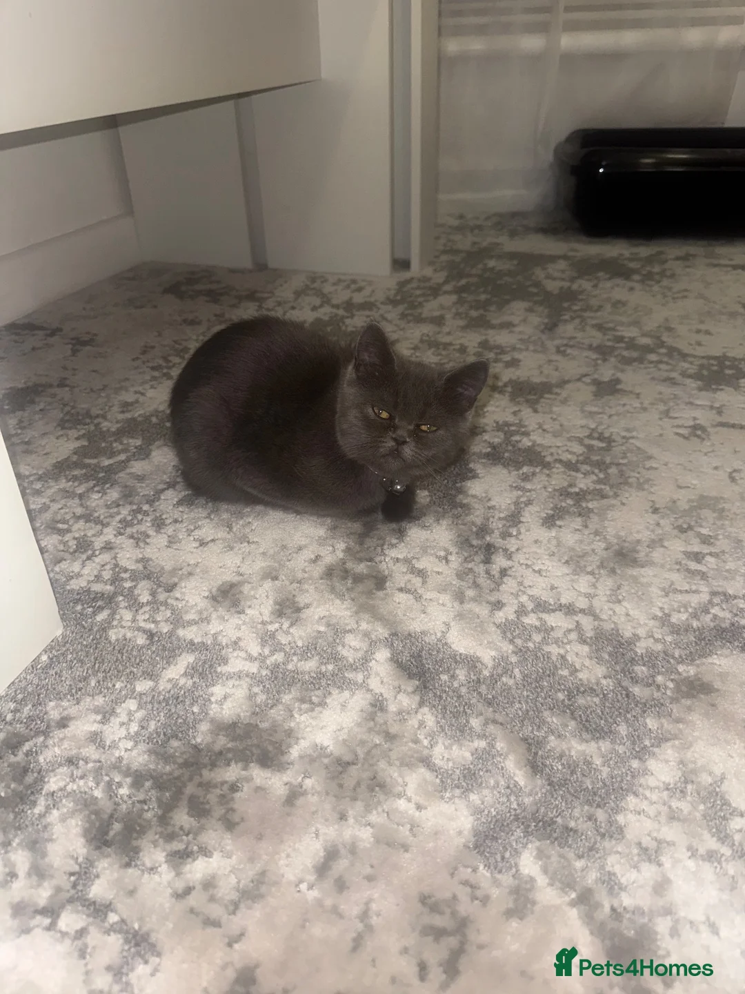 Persian cats for sale: 2 British blue persian kittens for sale  - Advert 6