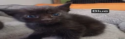 Mixed Breed cats for sale: Cute kittens wanting a loving home in 3 weeks - Advert 15