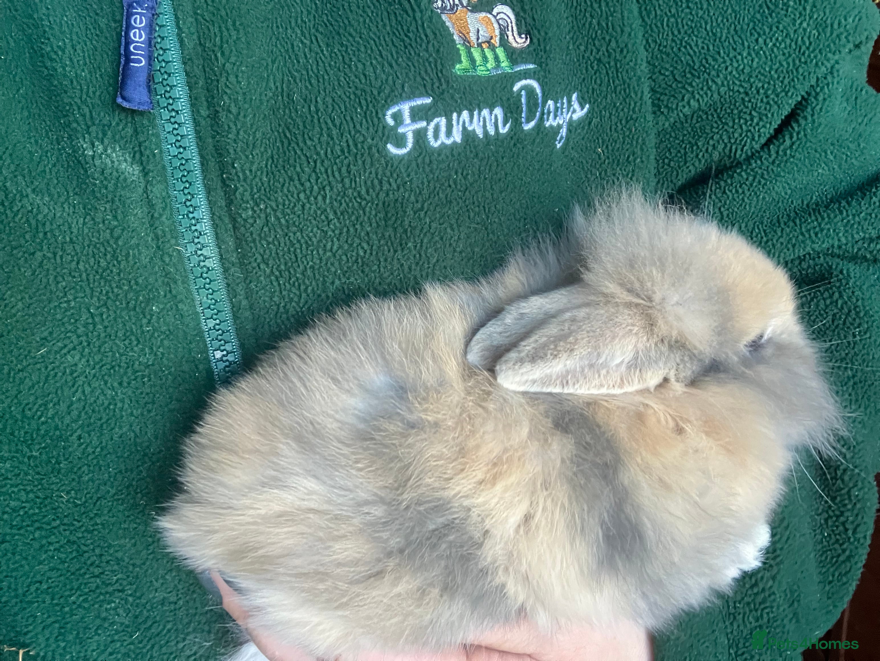 Mini Lion Lop rabbits Mini lion lop rabbits for sale male and female  - Advert 1