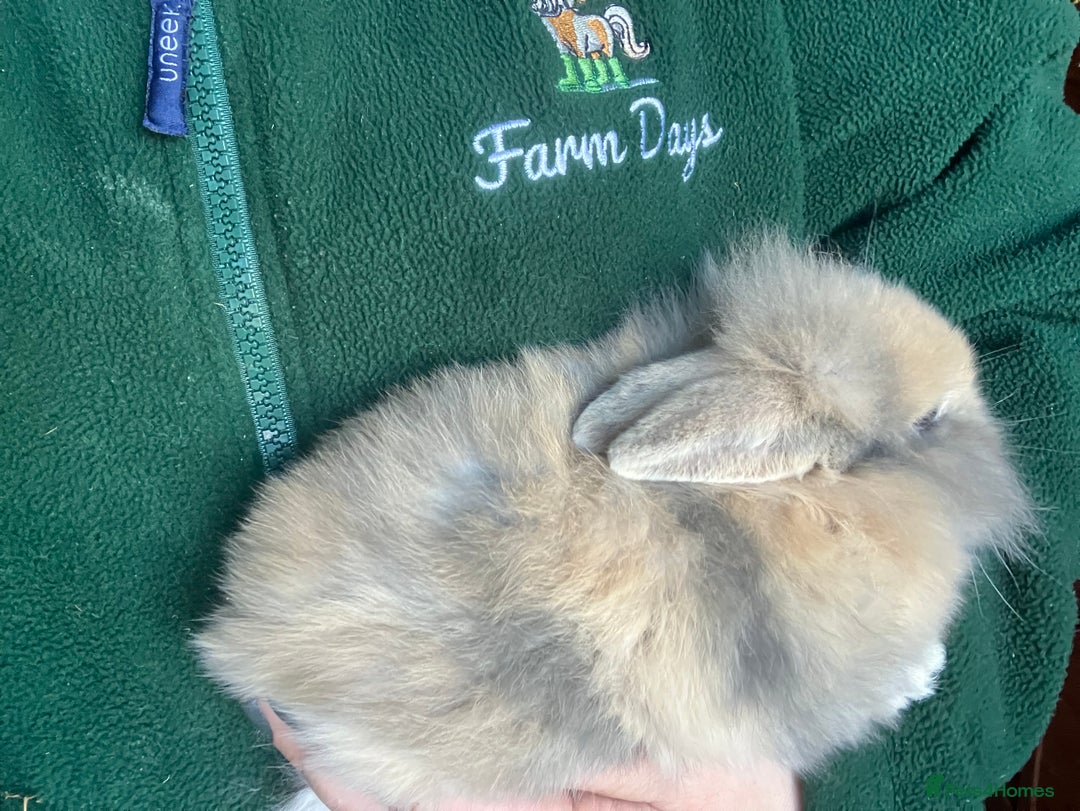 Mini Lion Lop rabbits for sale: Mini lion lop rabbits for sale male and female  - Advert 1