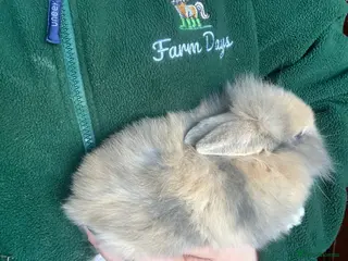 Mini Lion Lop rabbits Mini lion lop rabbits for sale male and female - Advert 21