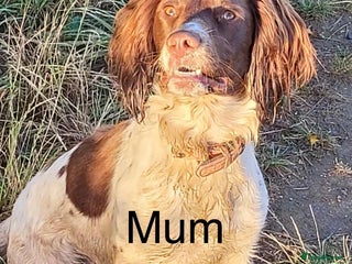 Sprocker dogs Chunky spocker spaniel - Advert 1