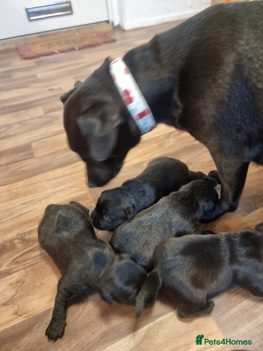 Patterdale Terrier dogs for sale: Patterdale puppies. - Advert 9