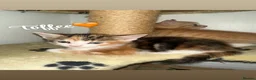 Mixed Breed cats for sale: Adorable Kittens Looking for Their Forever Homes🐾 - Advert 2