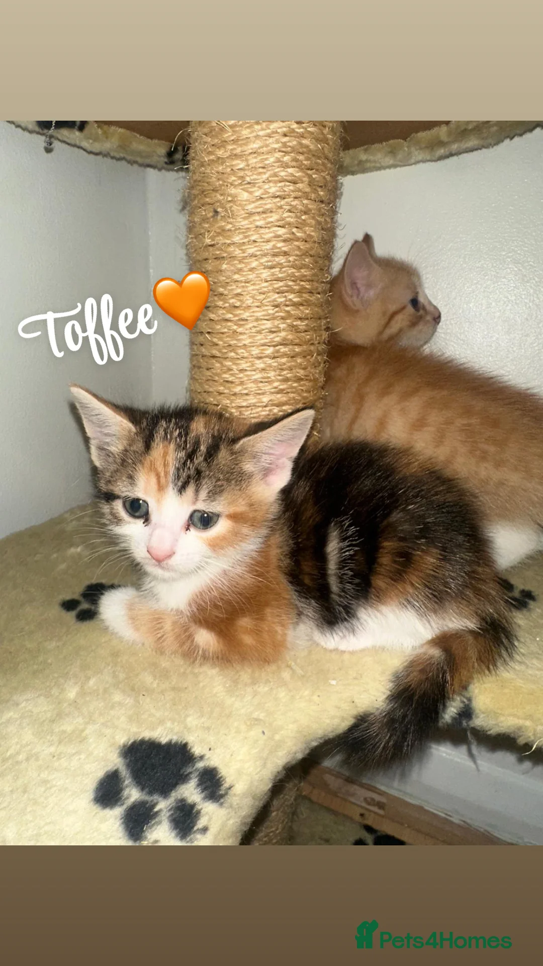 Mixed Breed cats for sale: Adorable Kittens Looking for Their Forever Homes🐾 - Advert 2