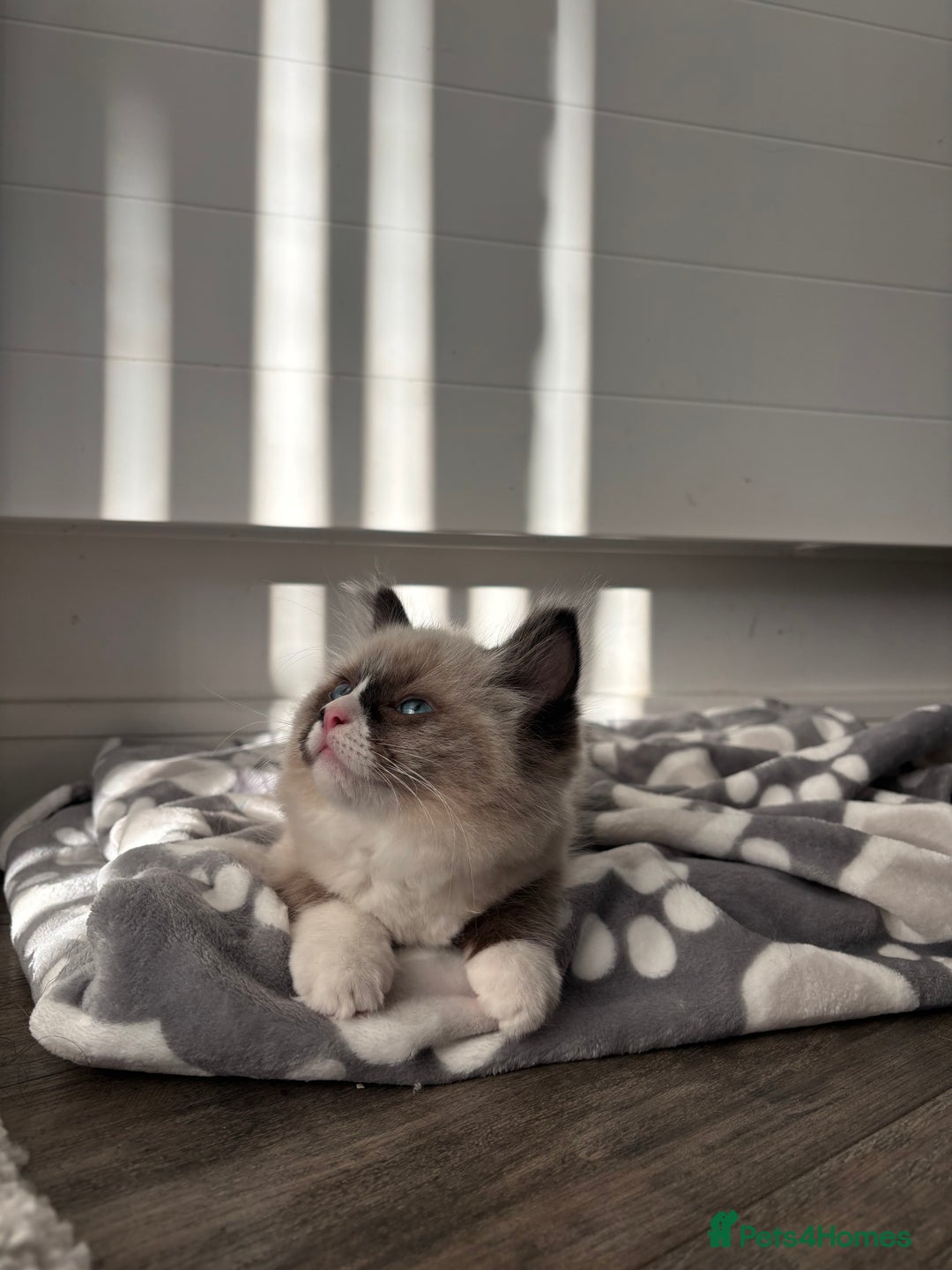 Ragdoll cats for sale: Tilbury  - Advert 8