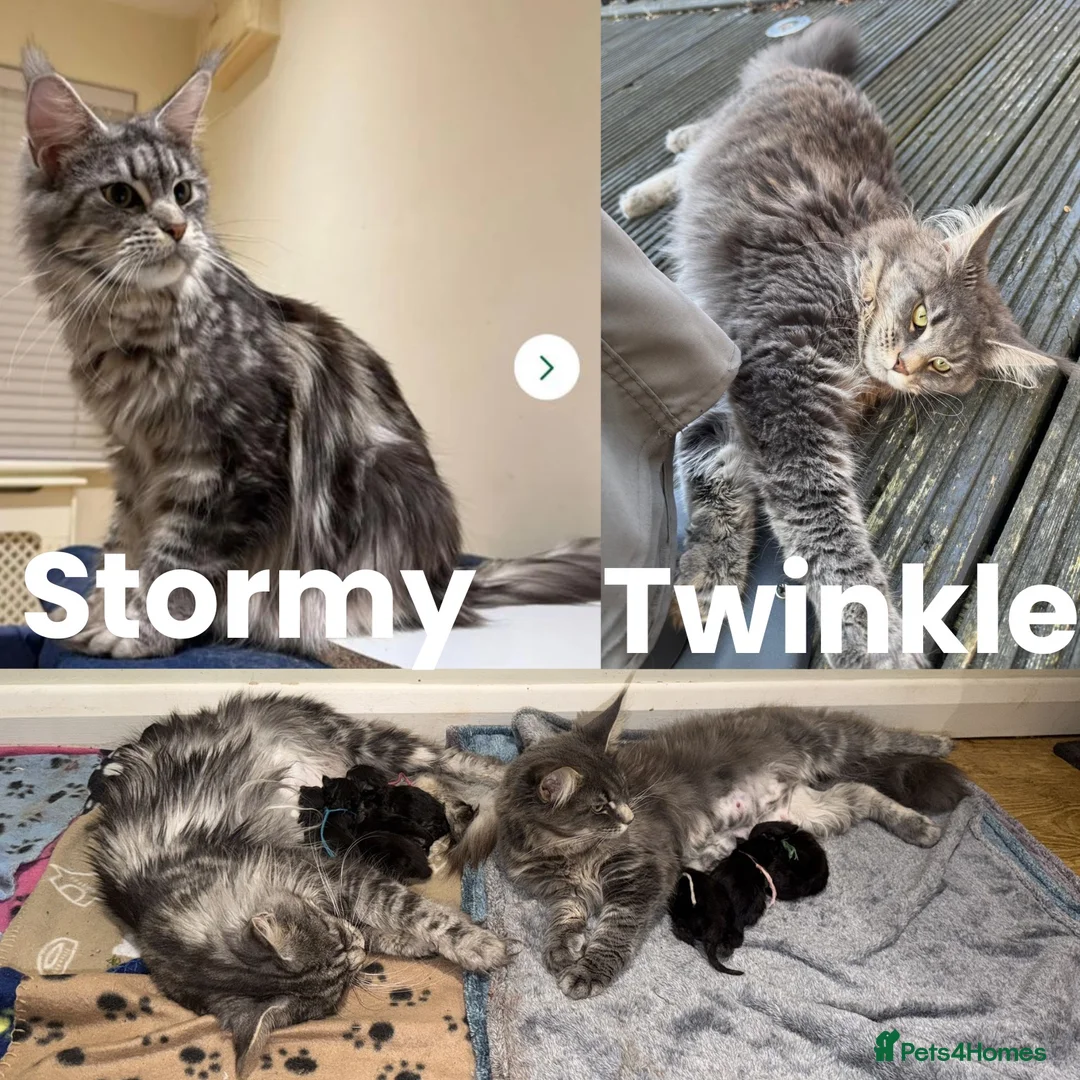 Maine Coon cats for sale: Black Smoke Maine Coon Female Kitten – Ready Now - Advert 1