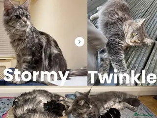 Maine Coon cats Black Smoke Maine Coon Female Kitten – Ready Now - Advert 6