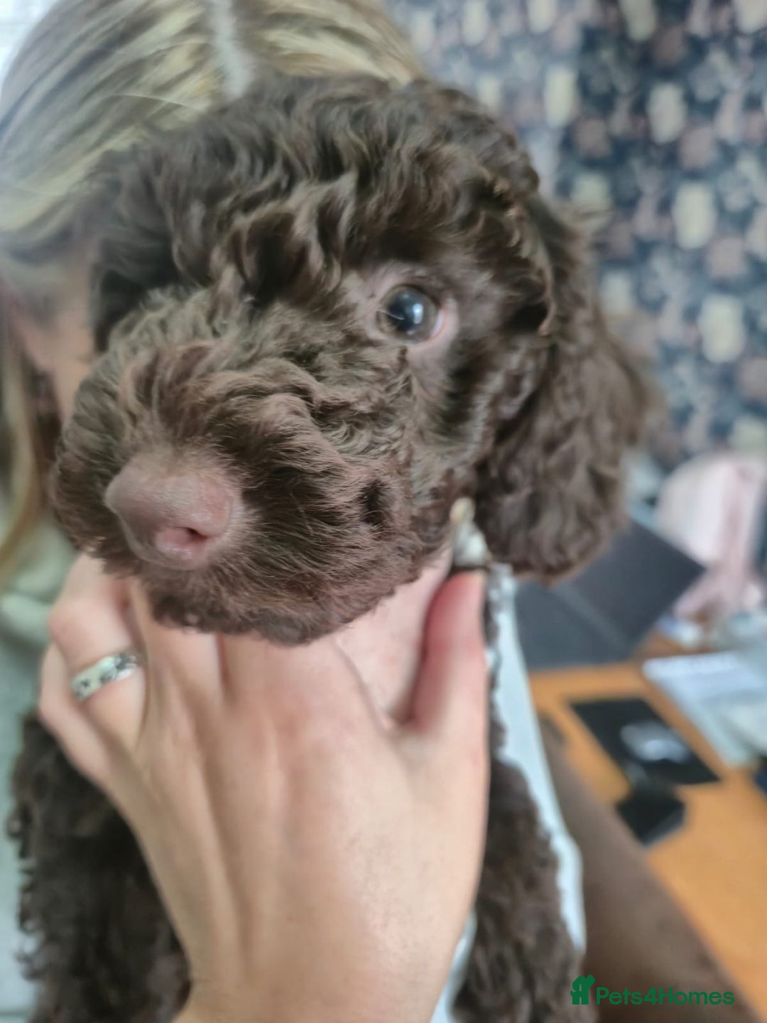 Sproodle dogs for sale: Beautiful Sproodles 1 black girl&1 chocolate boy - Image 6