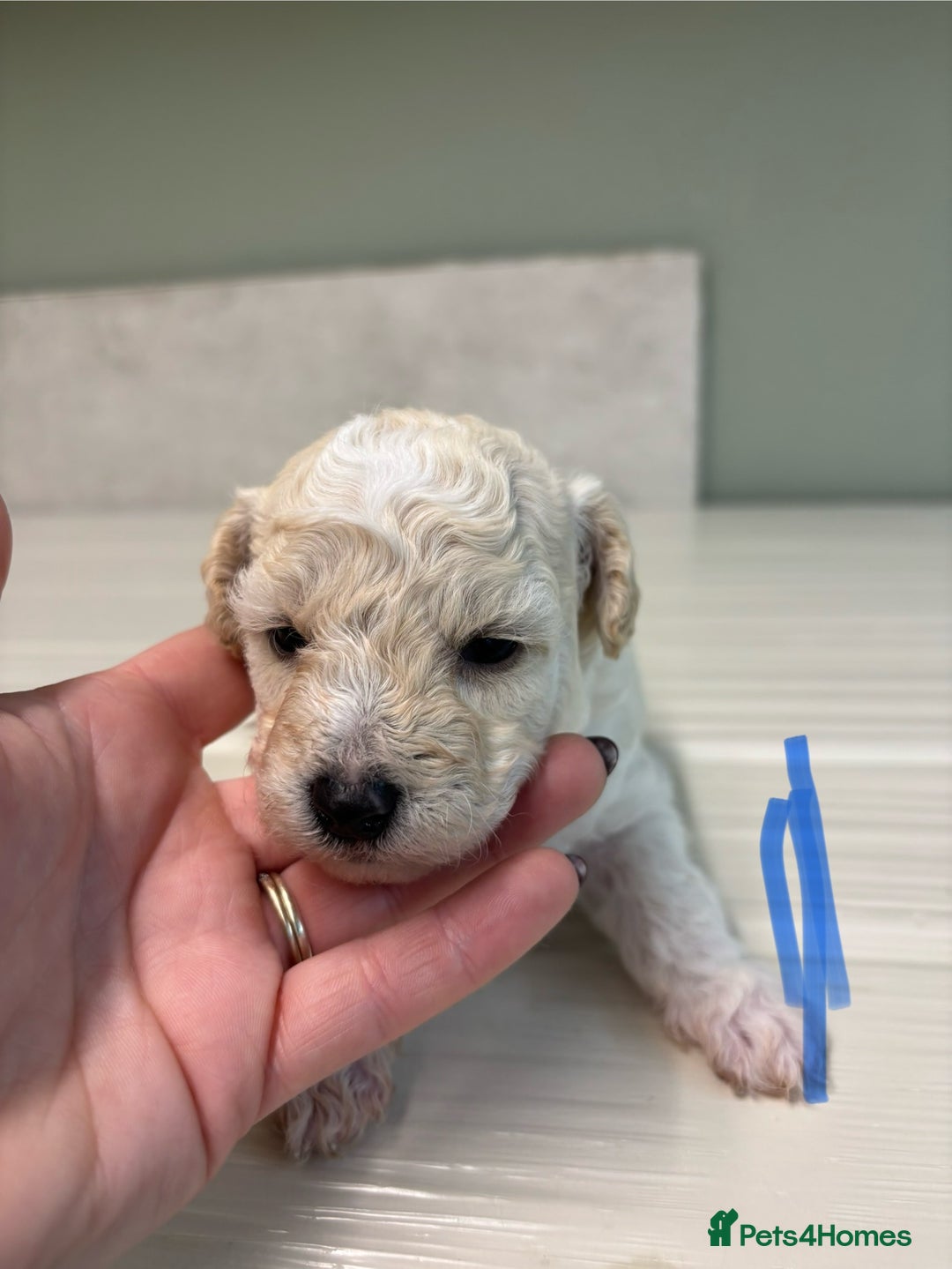 Poochon dogs for sale: Beautiful fluffy puppies  - Advert 23