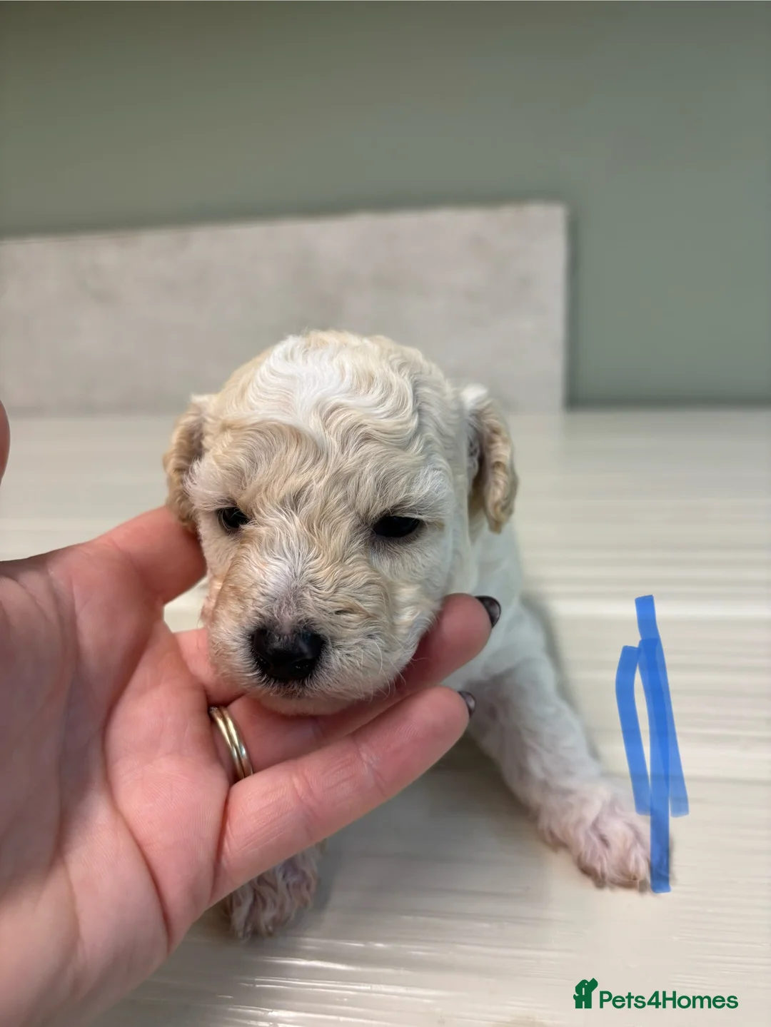 Poochon dogs for sale: One boy remaining - Advert 23